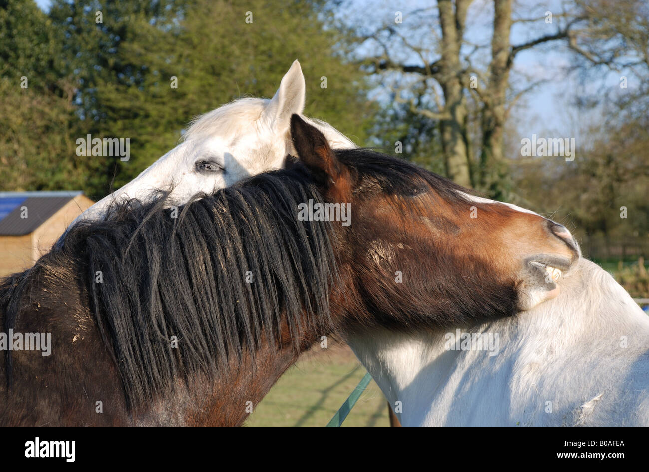 Two horses grooming each other hires stock photography and images Alamy