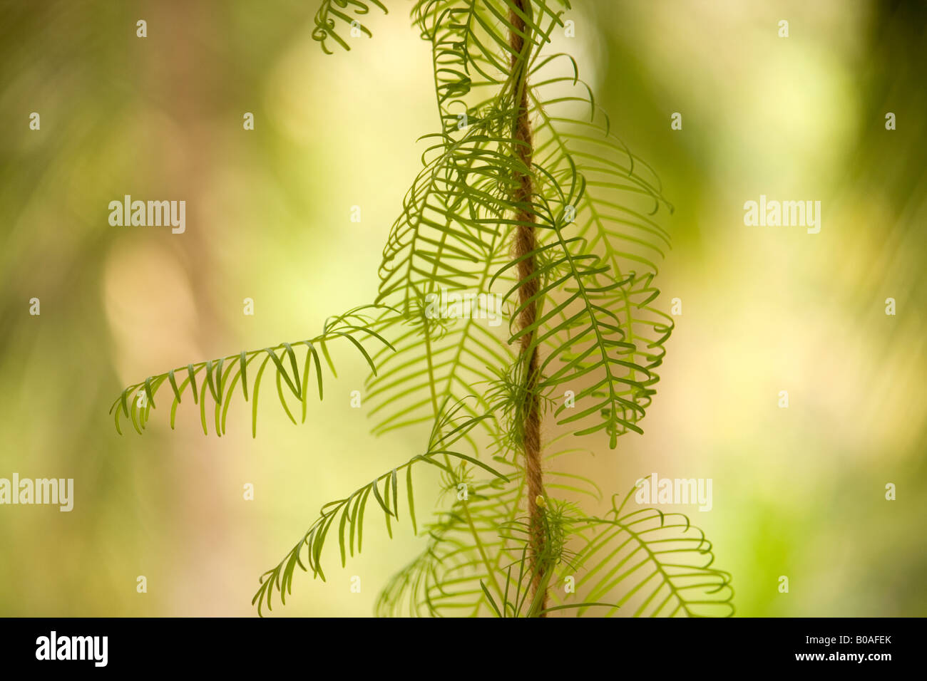 Plant climber support hi-res stock photography and images - Alamy