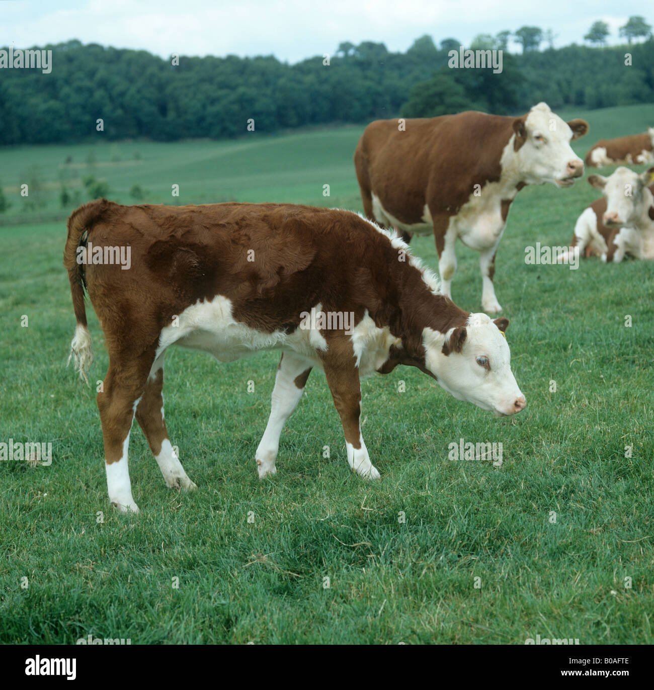 Hereford calf hi-res stock photography and images - Alamy