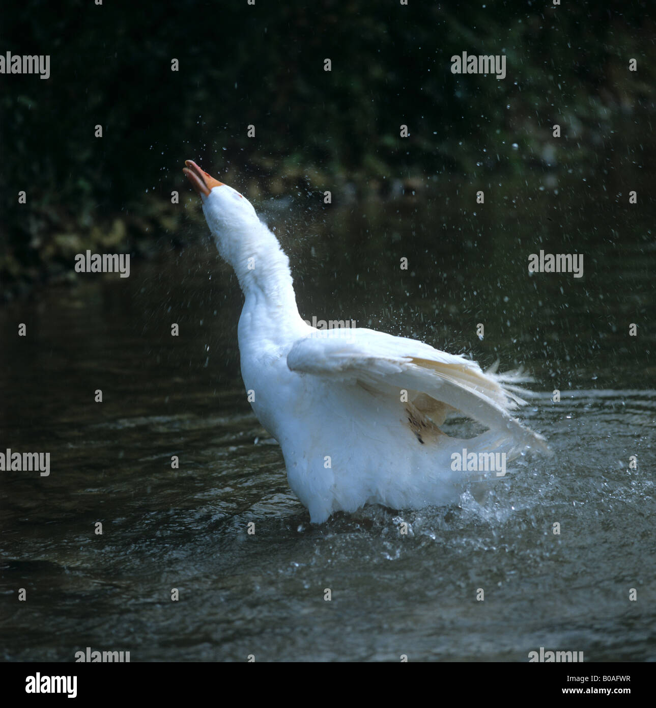 Adult white farmed goose in a stream and shaking feathers to dispel water Stock Photo