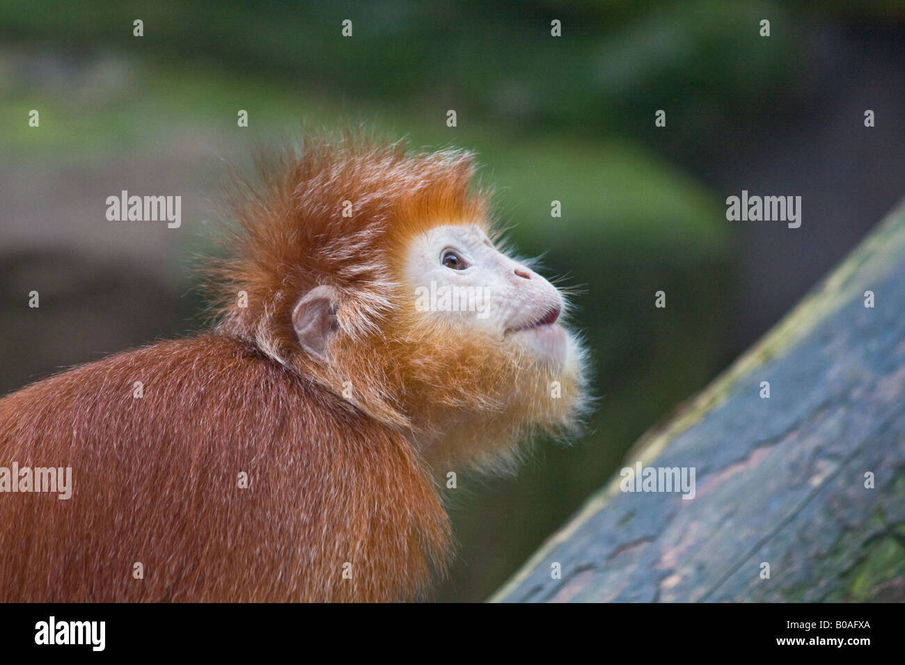 Javan hi-res stock photography and images - Alamy