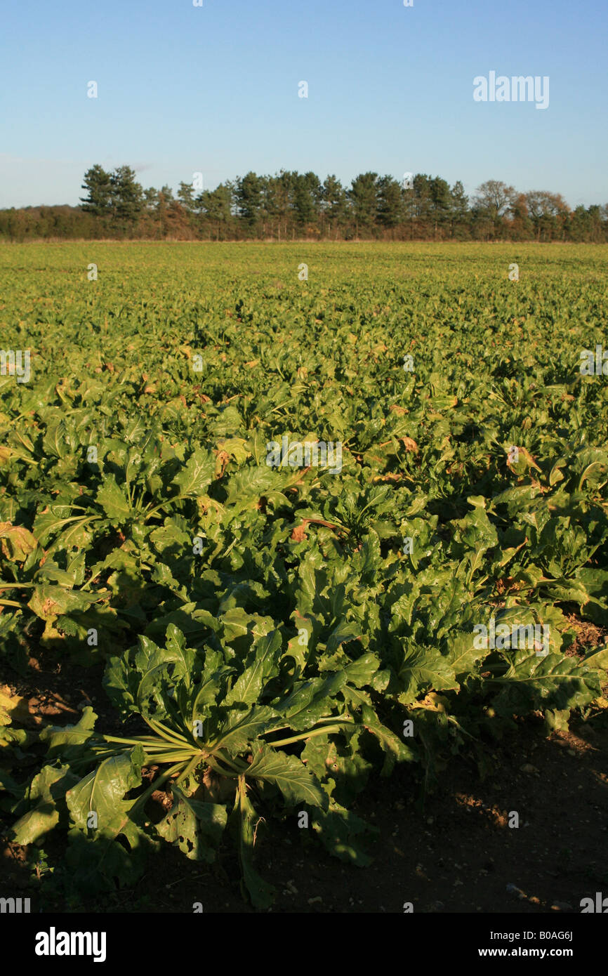 Sugar beet field Stock Photo Alamy