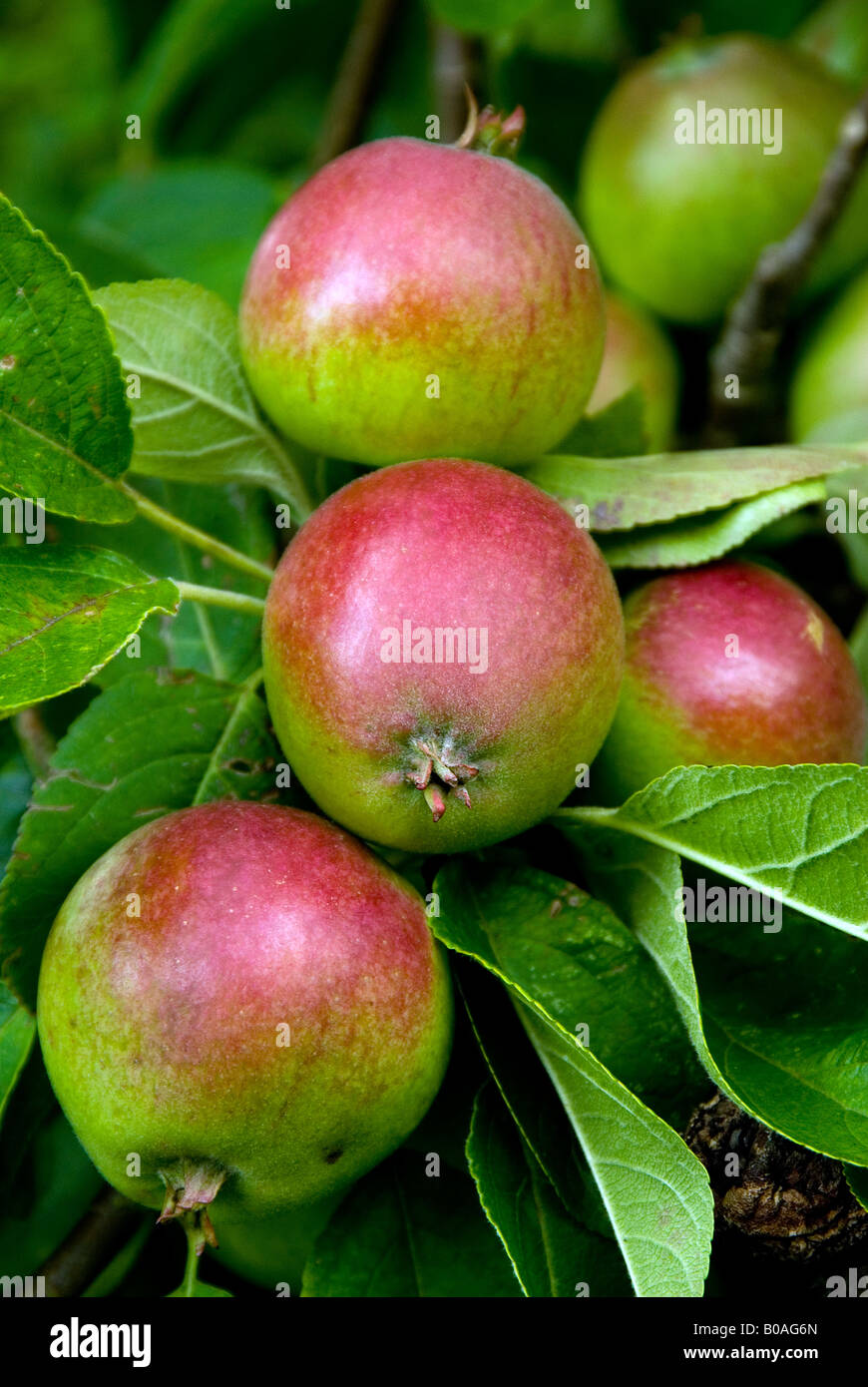 Clyde valley fruit hires stock photography and images Alamy