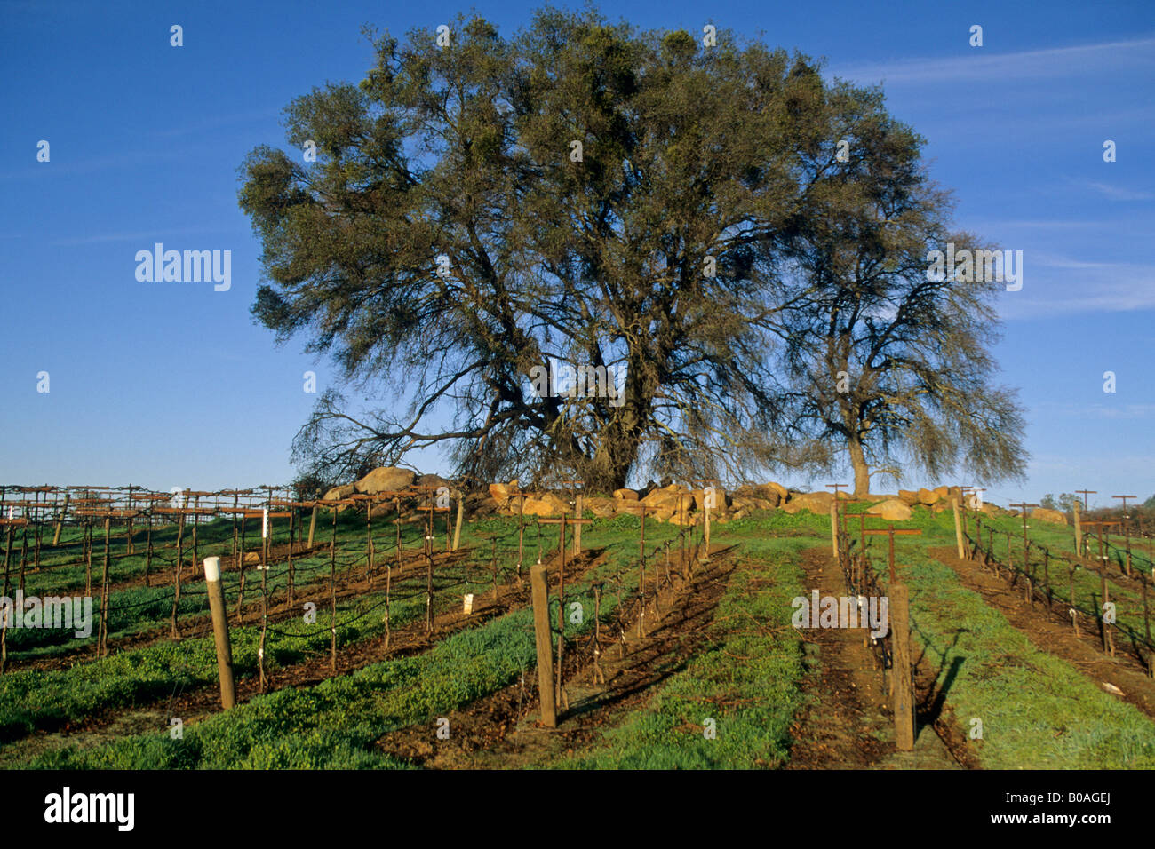 Morning light on oak tree and vineyard in the foothills near Plymouth Amador County California Stock Photo
