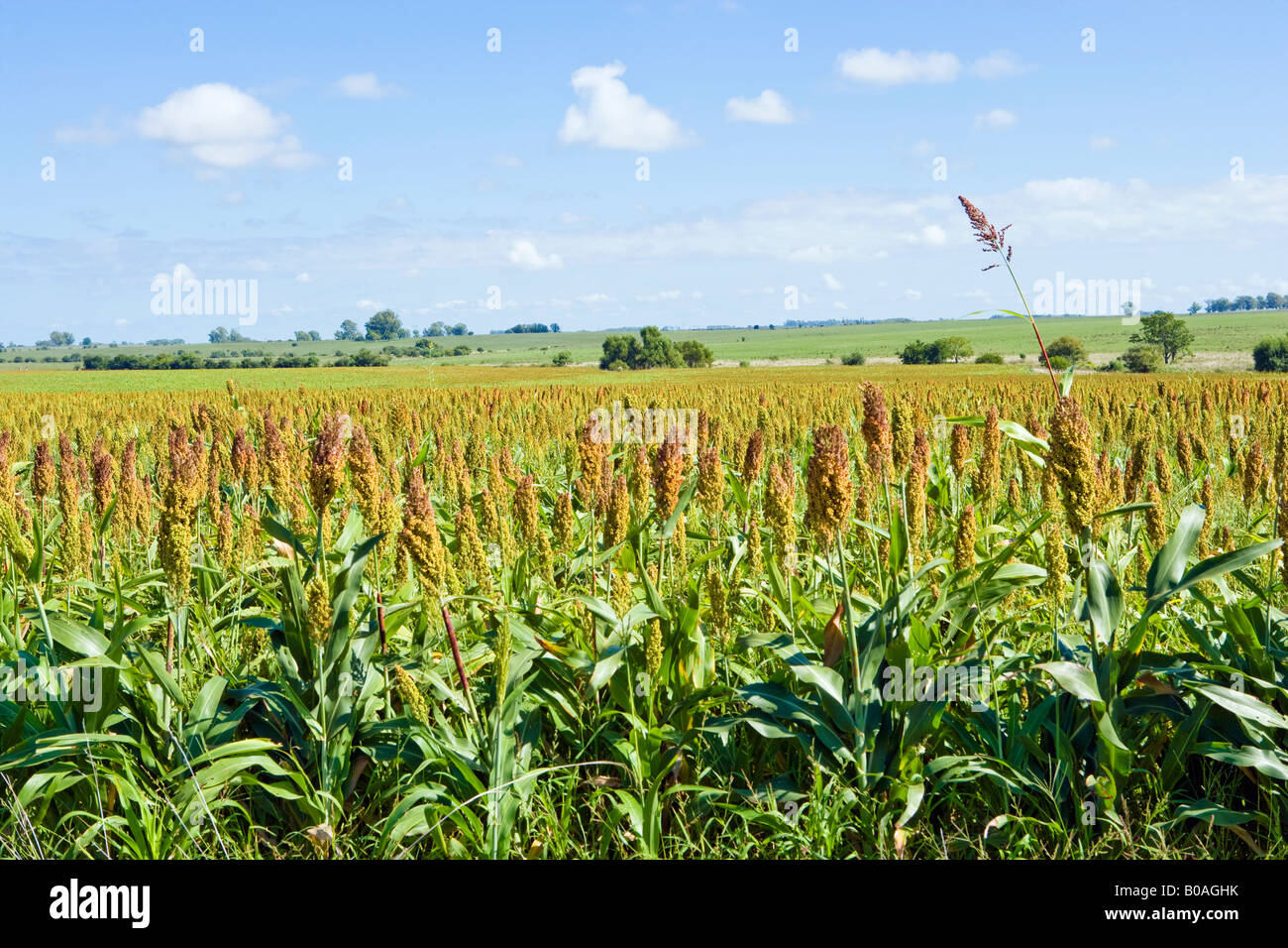 agriculture food crop cereal plantation field Stock Photo Alamy