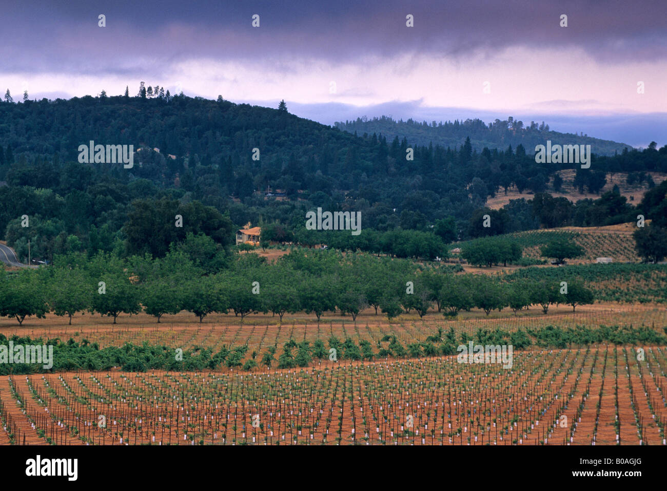 Morning light over vineyards near Plymouth Shenandoah Valley Amador County California Stock Photo