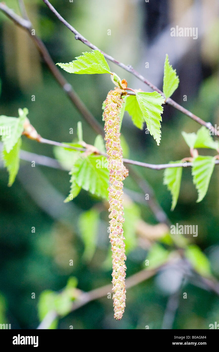 Offspring of the birch tree Beautiful new life signs in the spring ...