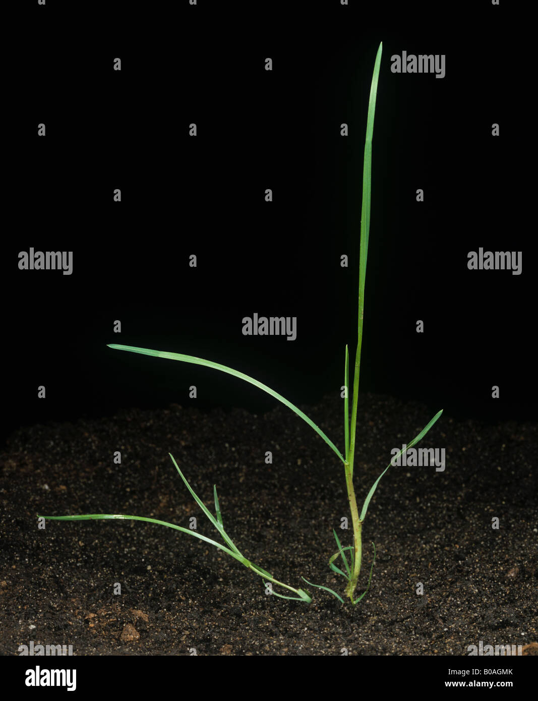 Young blackgrass Alopecurus myosuroides single arable annual grass weed with a single tiller Stock Photo