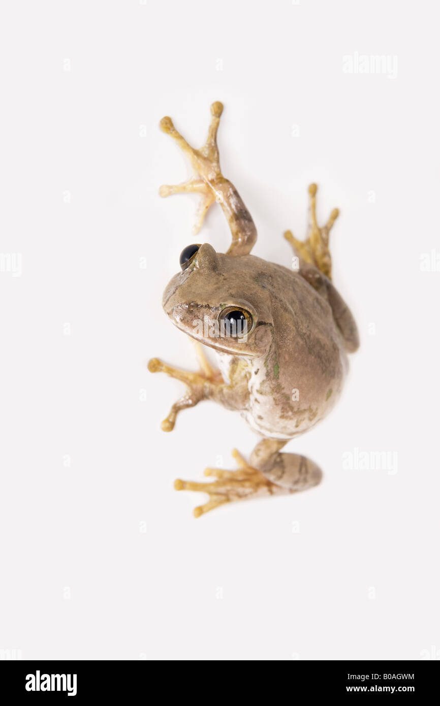 Tree frog climbing up wall Stock Photo Alamy