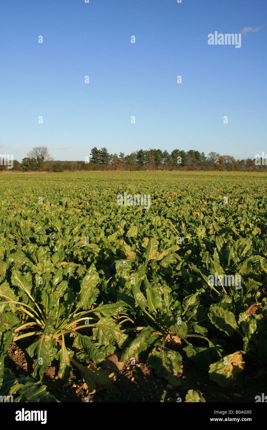 Sugar beet field Stock Photo Alamy