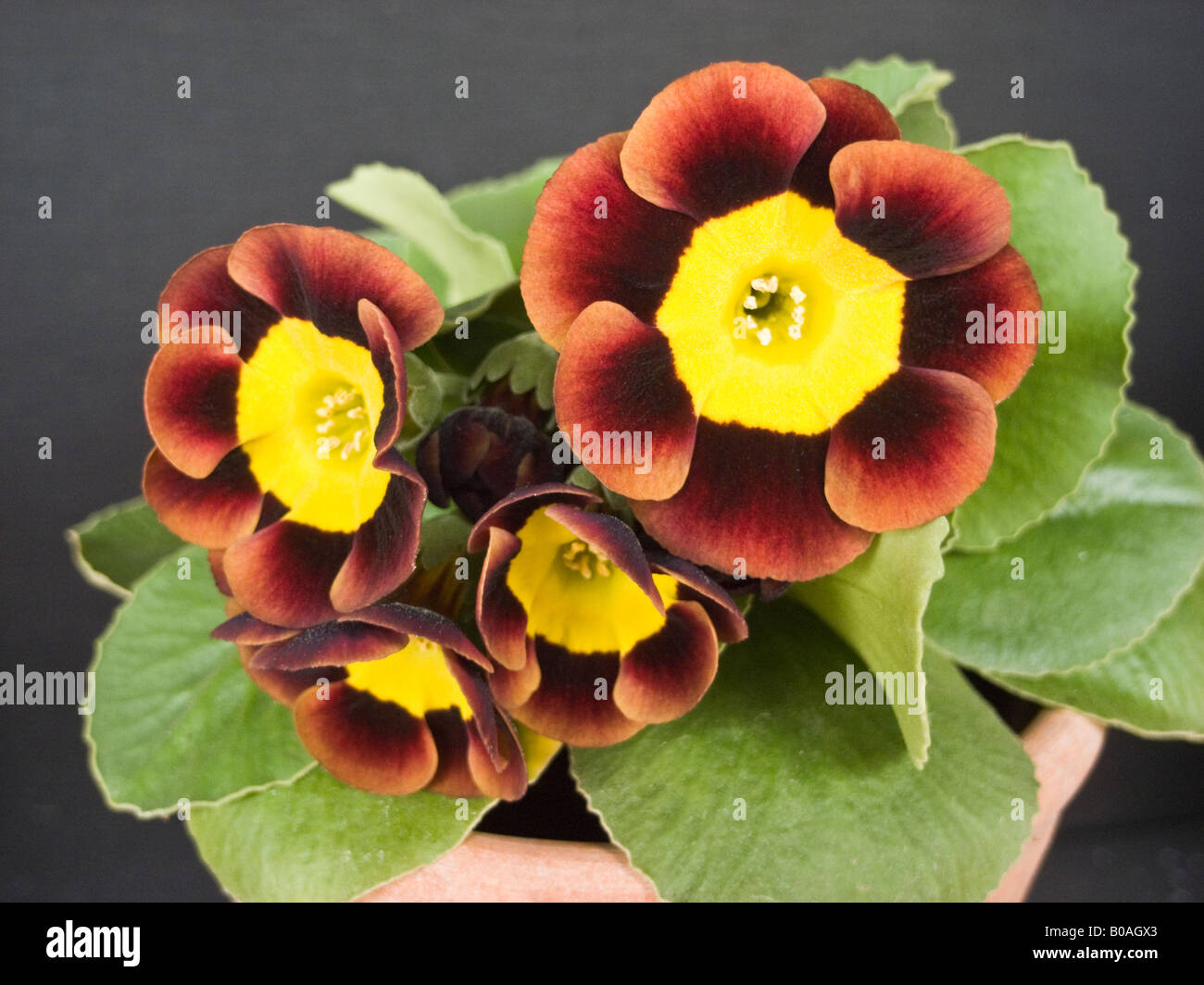 Primula auricula Bewitched flowering in April Stock Photo