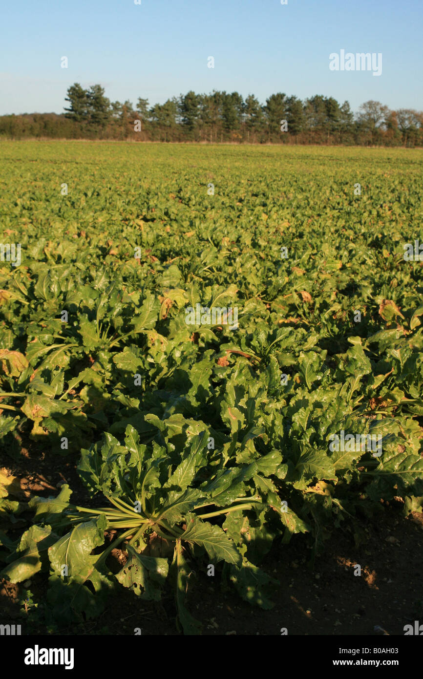 Sugar beet field Stock Photo Alamy