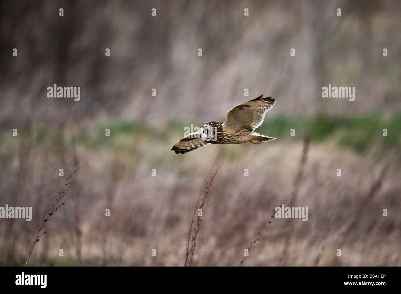 Short-eared owl (Aseo flammeus) flying in the wild Stock Photo