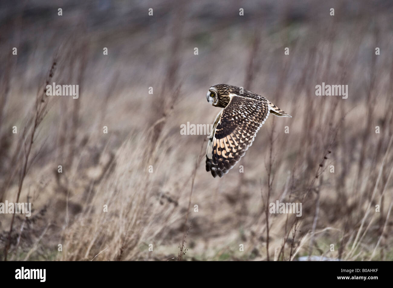 Short-eared owl (Aseo flammeus) flying in the wild Stock Photo