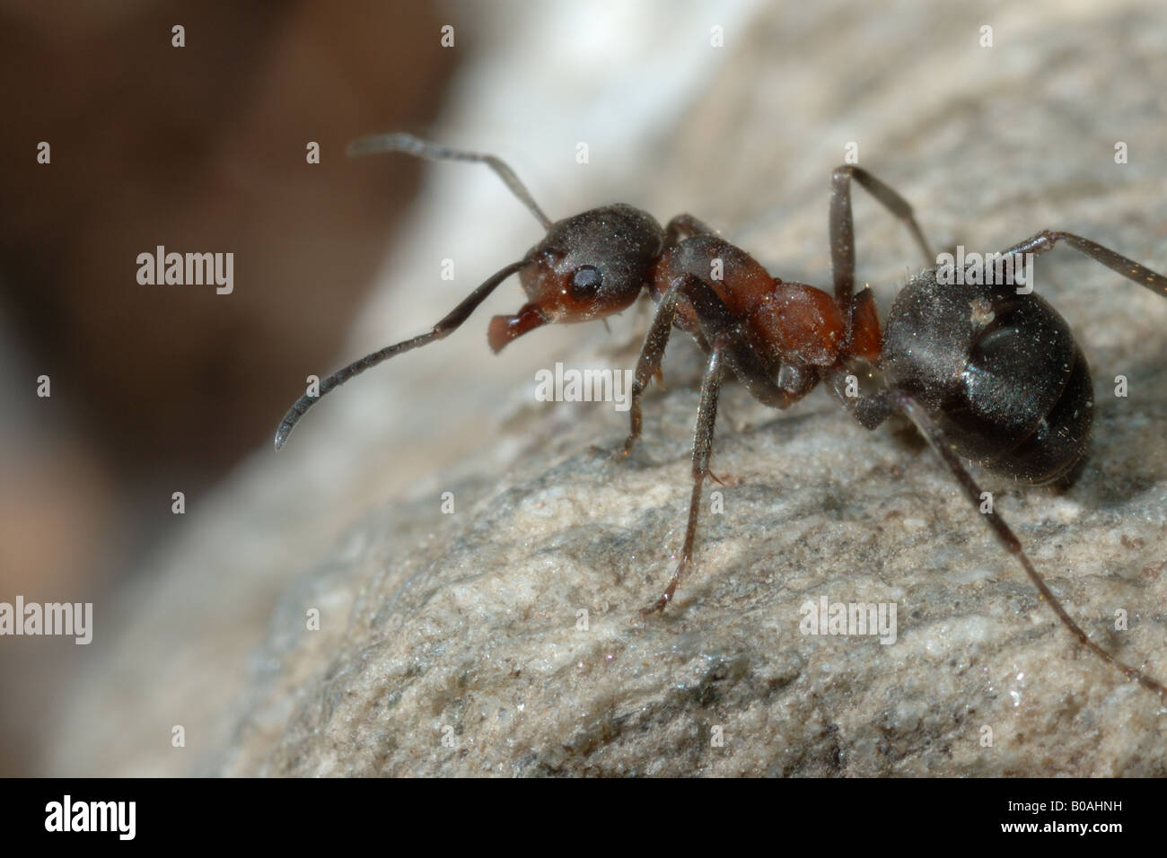 Formica rufa ant ants red mountain hymenoptera insect wood formica rossa montagna imenotteri insetti Valnontey Cogne Gran Paradi Stock Photo