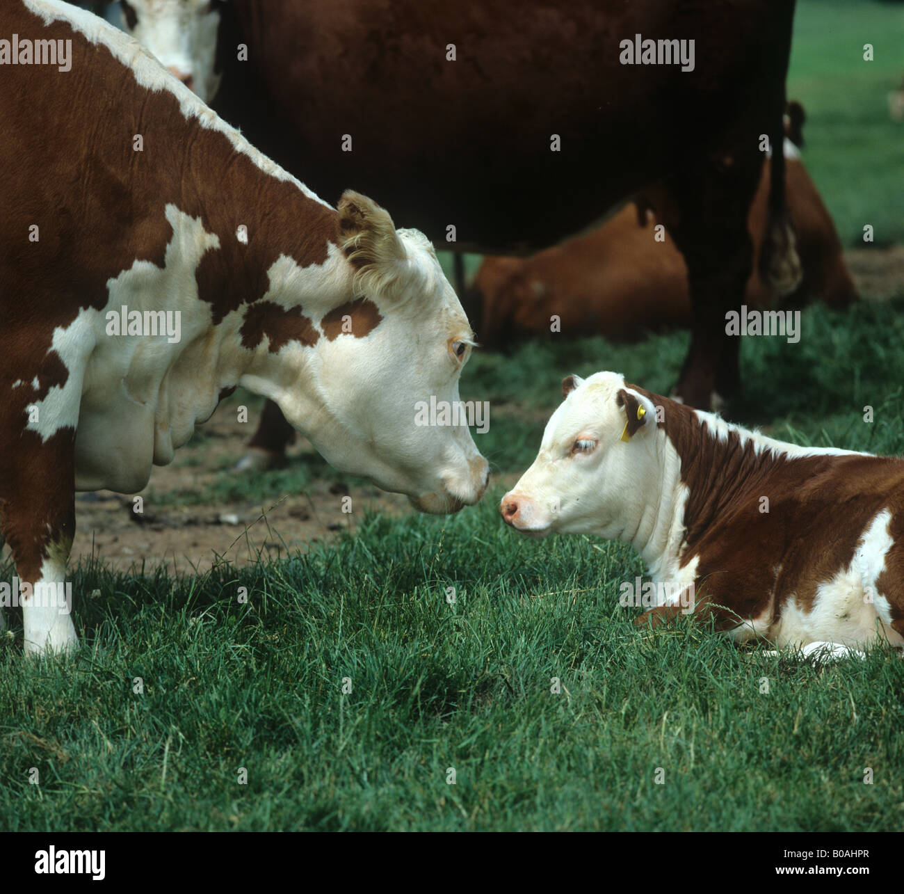 Hereford cow and calf on summer pasture Herefordshire Stock Photo