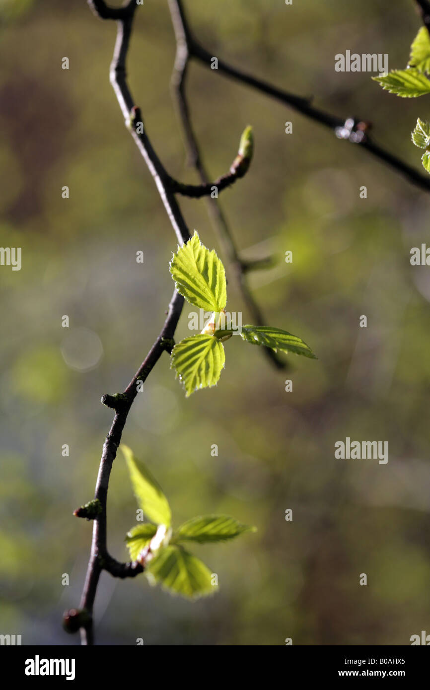 Silver Birch Tree, Betula pendula, leaves emerging in spring.Cheshire