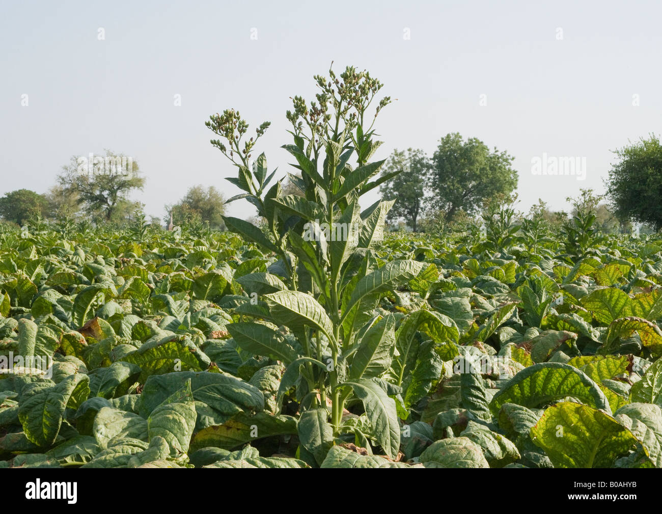 tobacco allowances into uk UK customs allowances