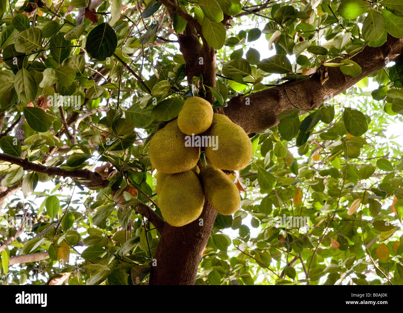 Jackfruit tree hires stock photography and images Alamy