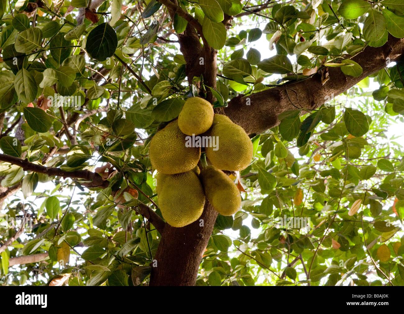 Big jackfruit tree with bunches of young jackfruits and shiny deep green leathery oval leaves on thick sticky branches. Stock Photo
