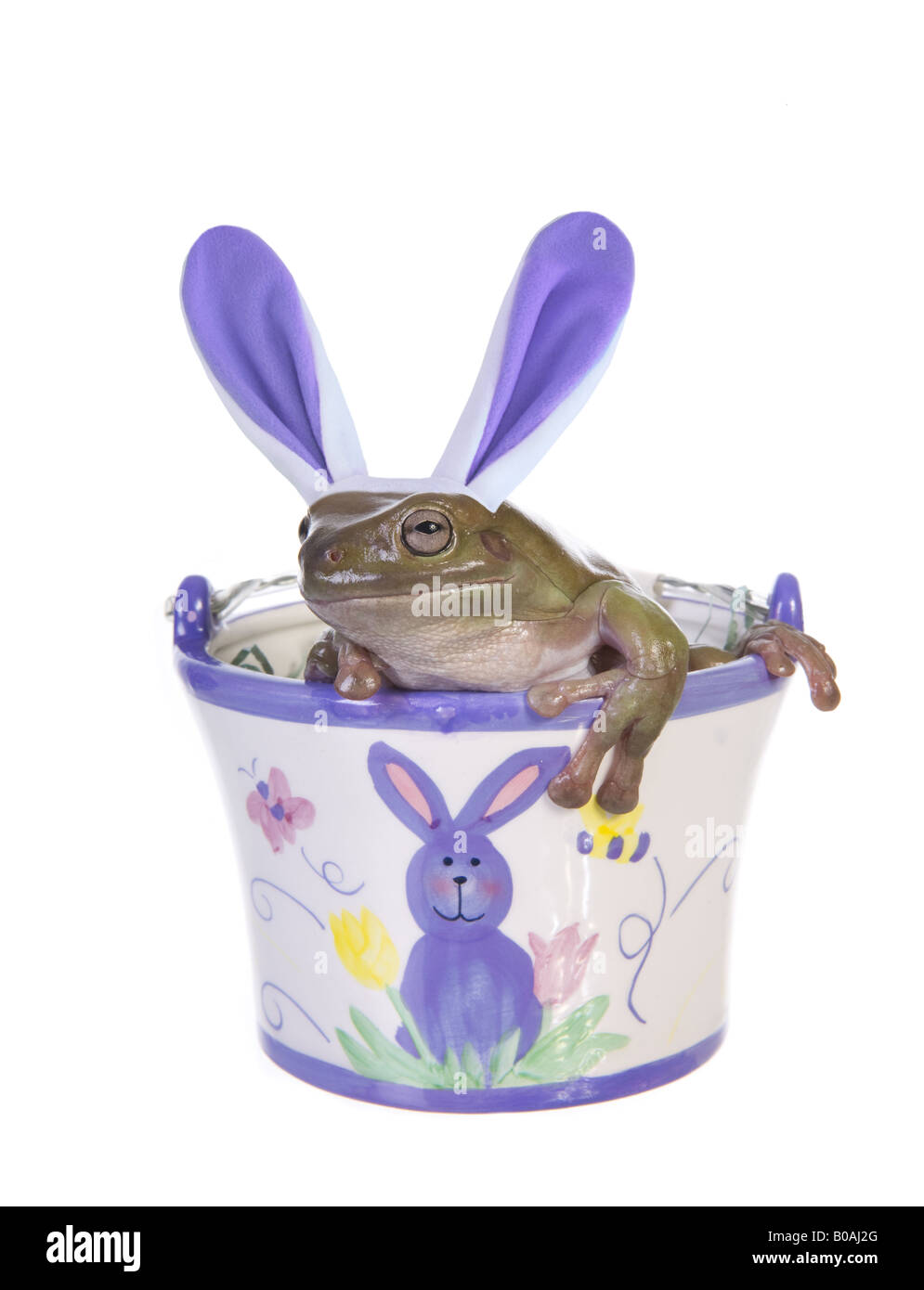 Dumpy Tree frog wearing Easter bunny ears in purple Easter basket isolated  on white background Stock Photo - Alamy