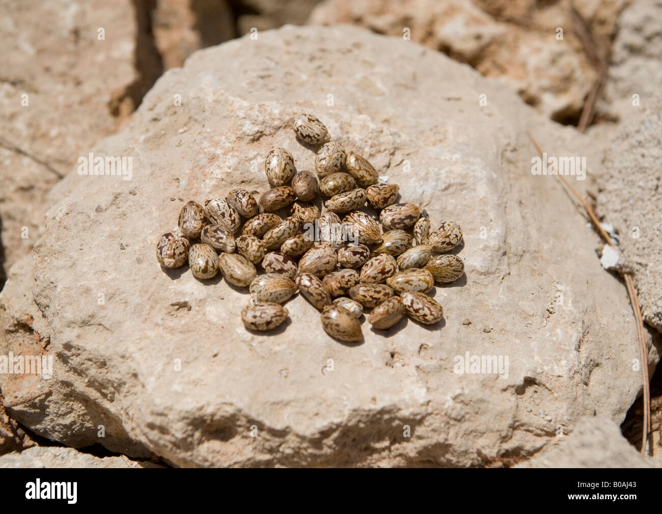 Castor oil seeds removed from dried pods which break open easily; seeds have markings and are ready to be pressed for its oil. Stock Photo