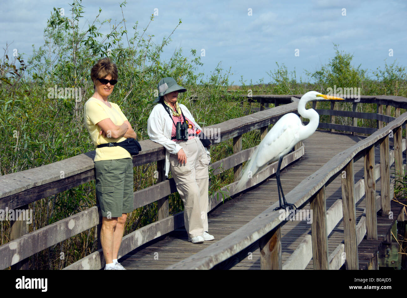 Birders on the boardwalk on the Anhinga Trail in Everglades National Park Florida USA Stock Photo