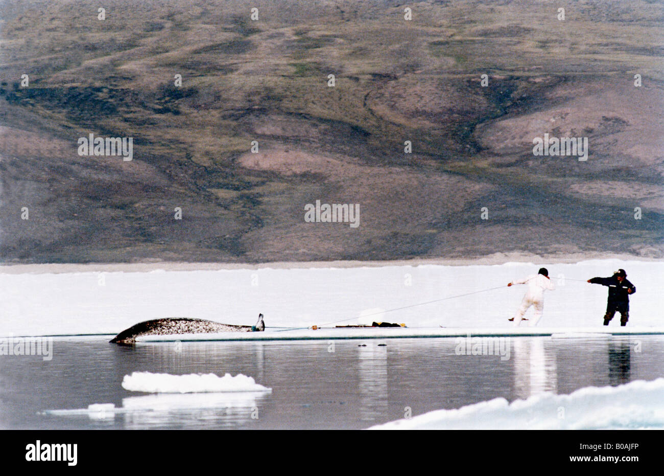narwal ,Narval monodon monoceros Les chasseurs Inuits chassent le Narval essentiellement pour son trophe e mais re cupe re aussi Stock Photo