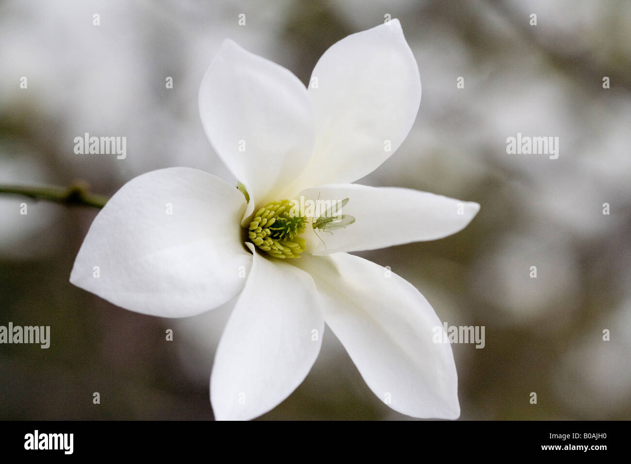 Insect Ephemeroptera on Magnolia Flower Beautiful new life signs in the spring Stock Photo