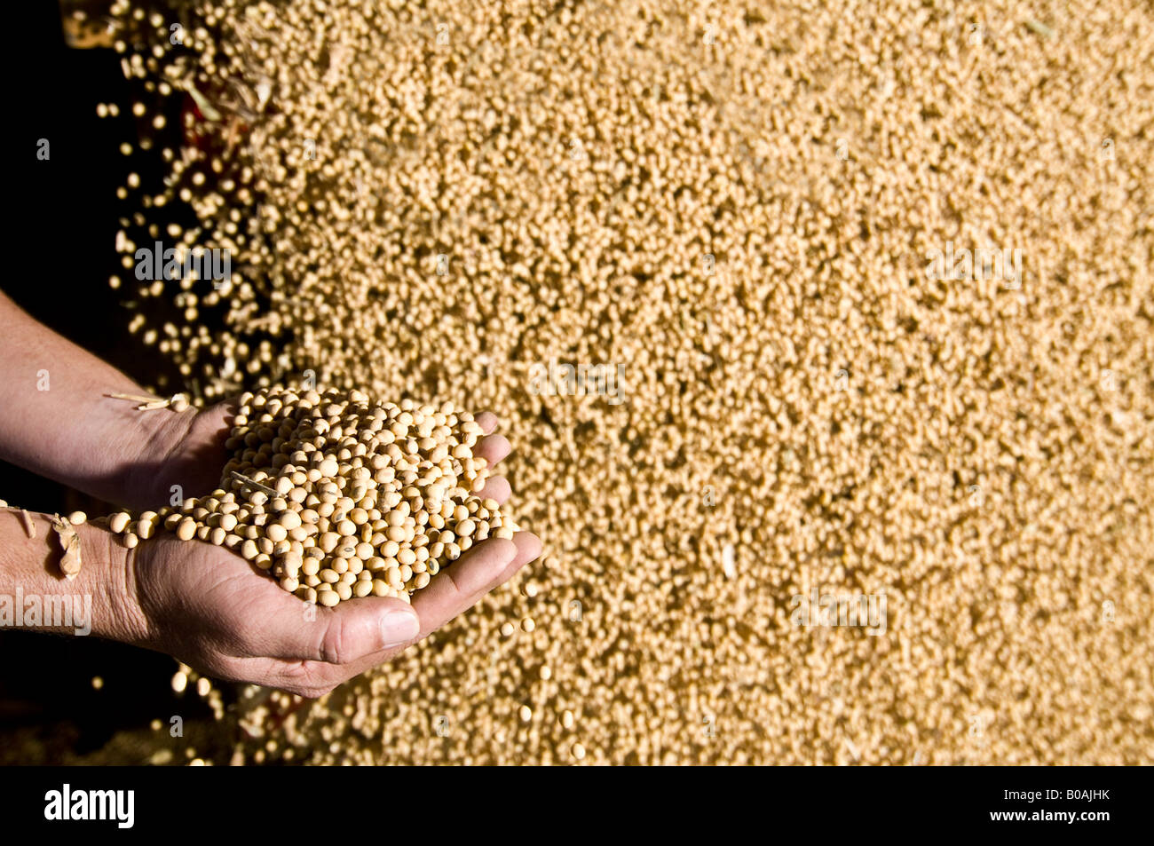 Soy beans brazil hires stock photography and images Alamy