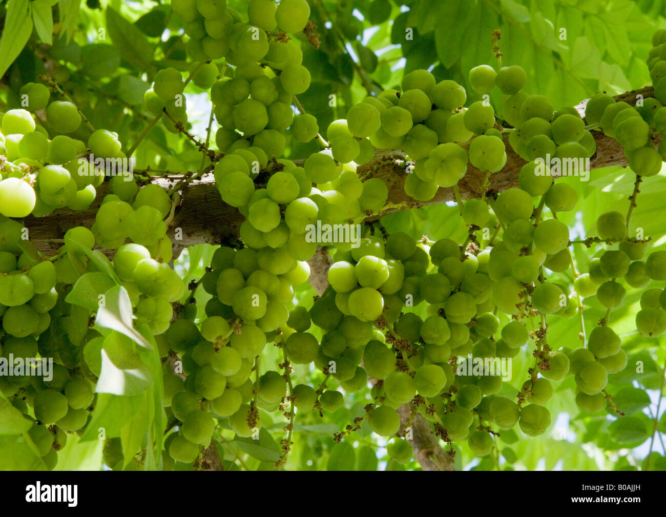 Amla fruit known as Indian gooseberry, being one of the most healthy fruit of India, seen here growing successfully on its tree. Stock Photo