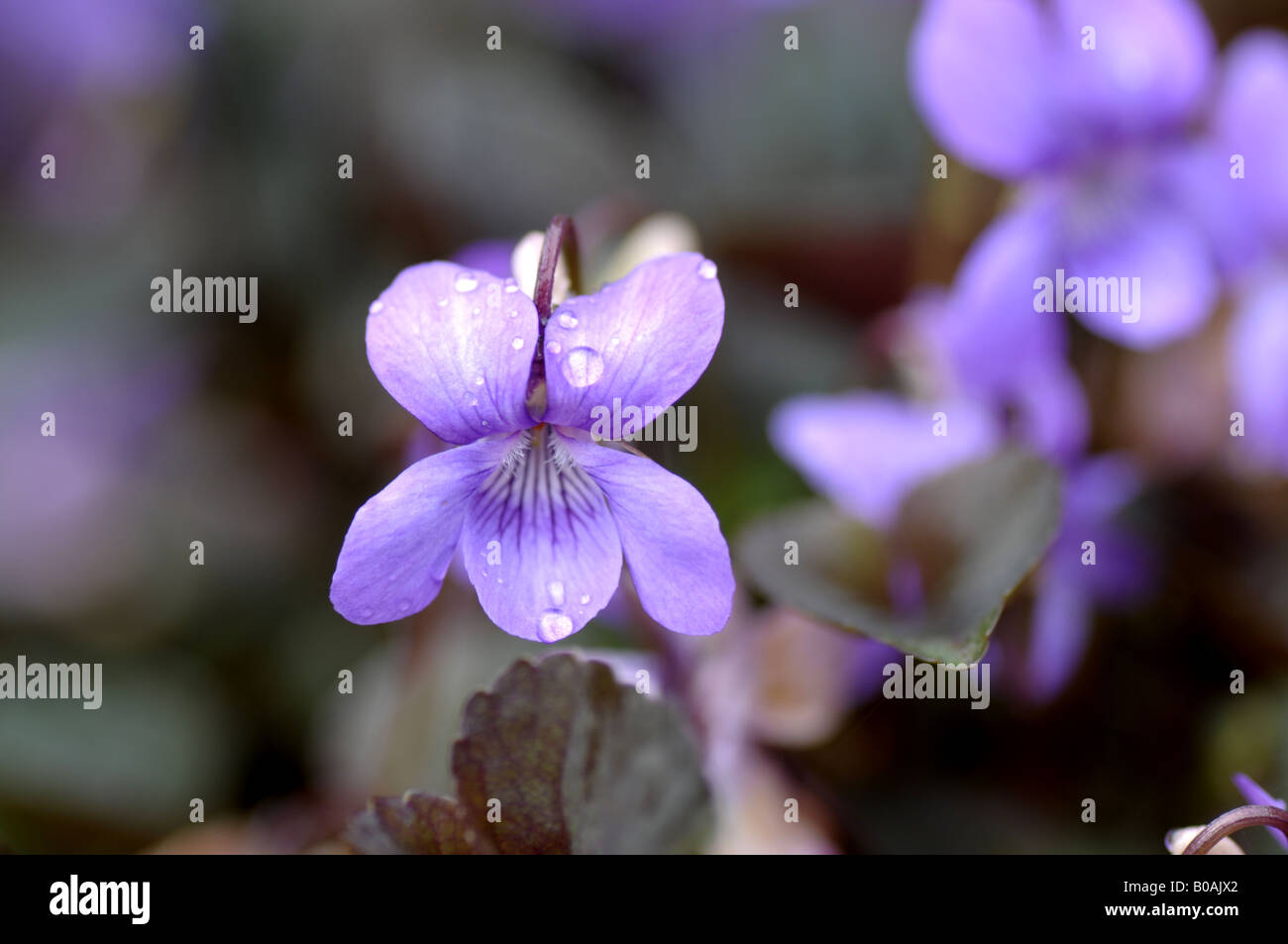 Small violet with rain drops Stock Photo