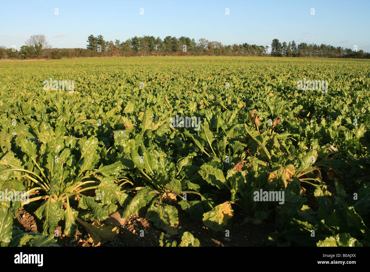 Sugar beet field Stock Photo Alamy