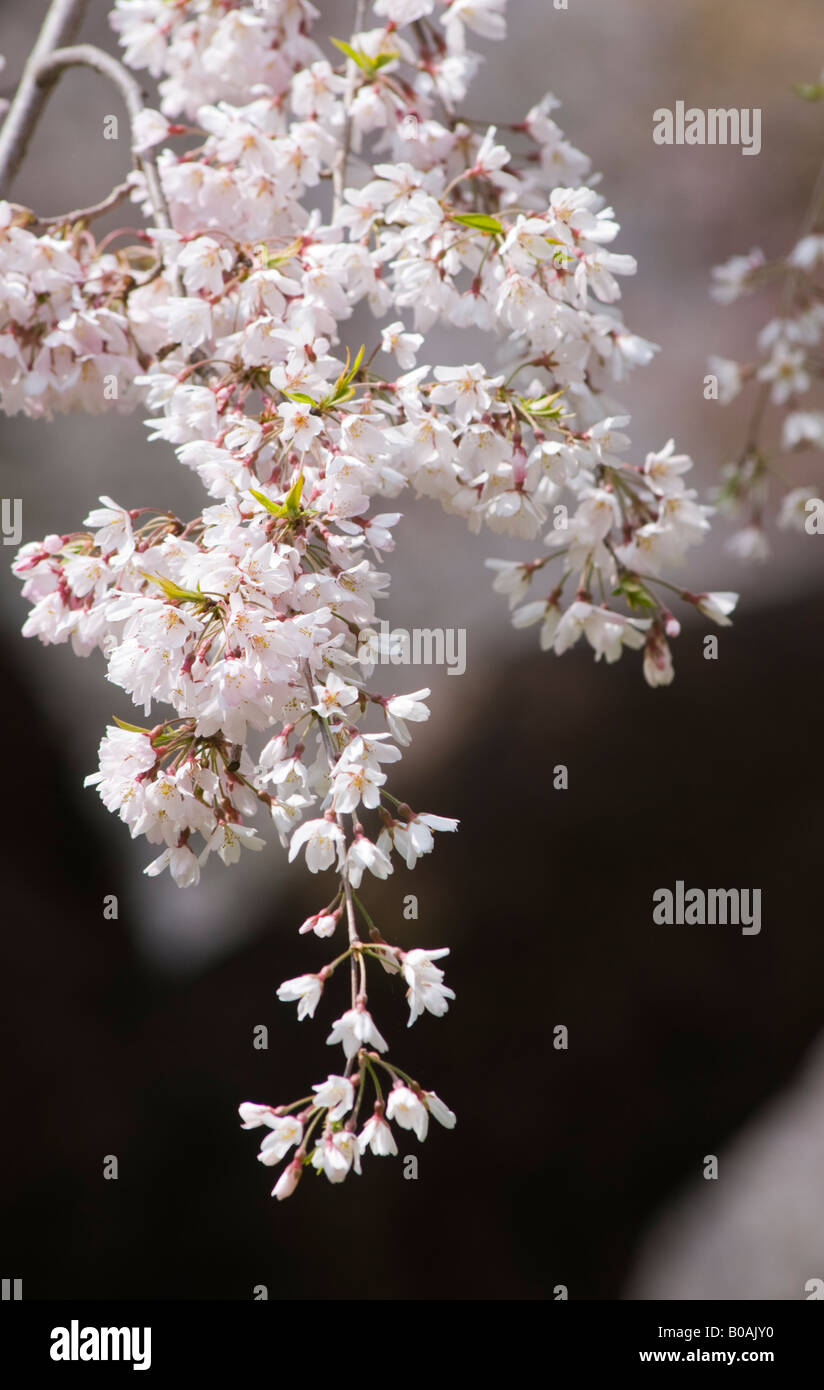 Cherry blossoms japan hi-res stock photography and images - Alamy