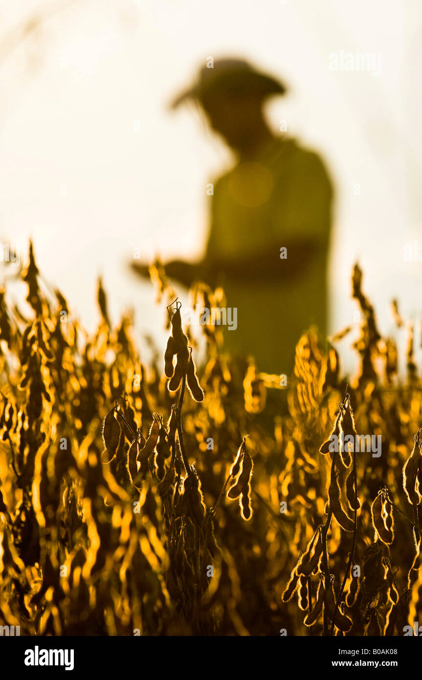 Soy bean plantation at Fartura Farm Mato Grosso state Brazil Brazil is