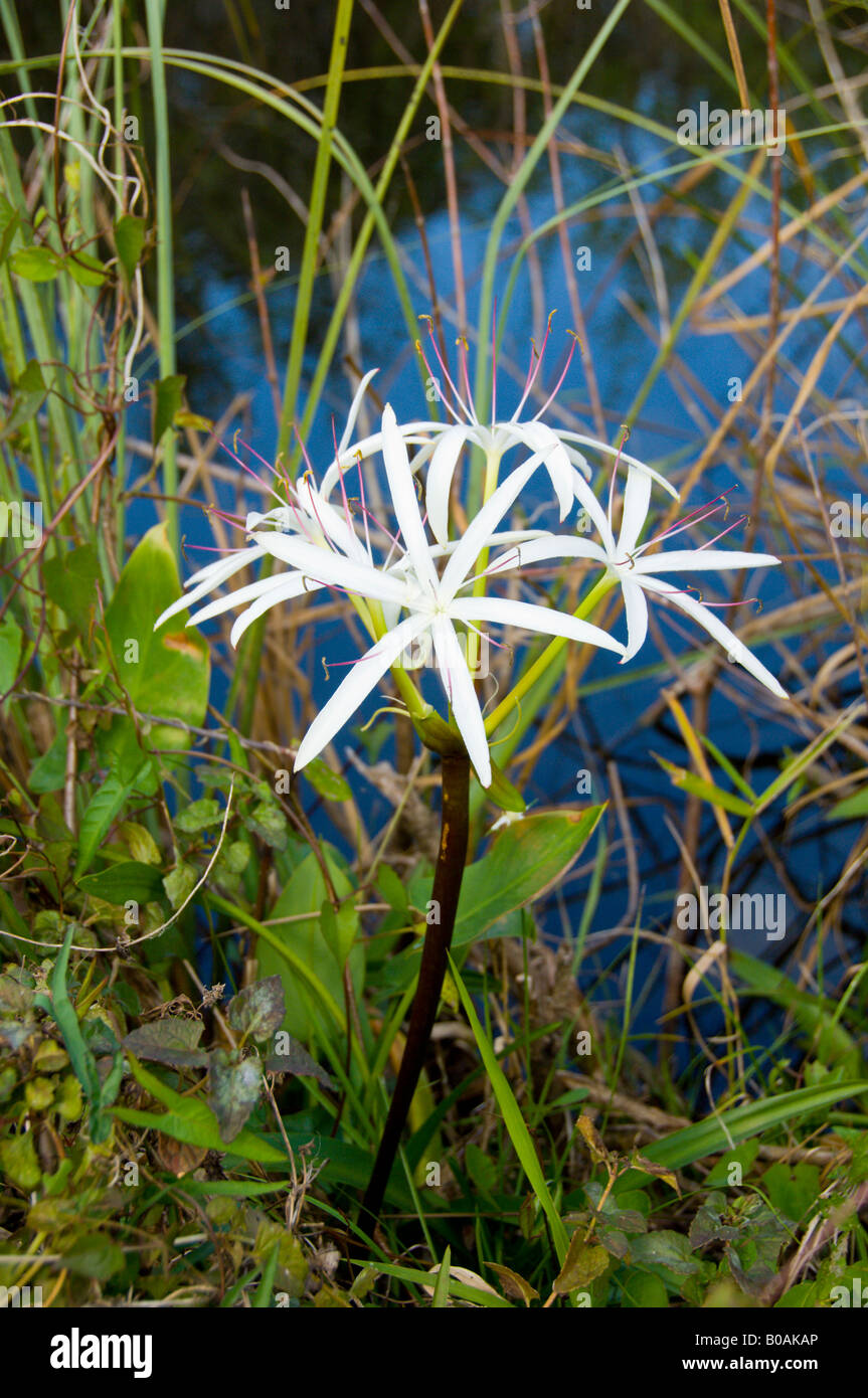 A closeup of the Swamp Lily Crinum americanum in the wetlands of the Everglades Florida USA Stock Photo