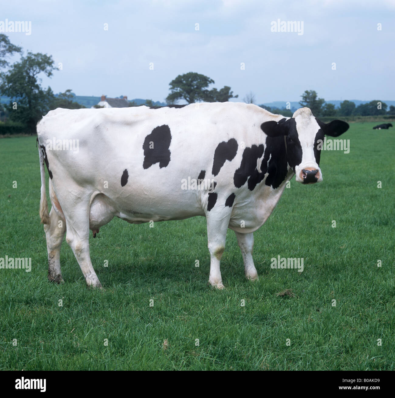 A good milking Holstein Friesian dairy cow on good summer grass Devon Stock Photo