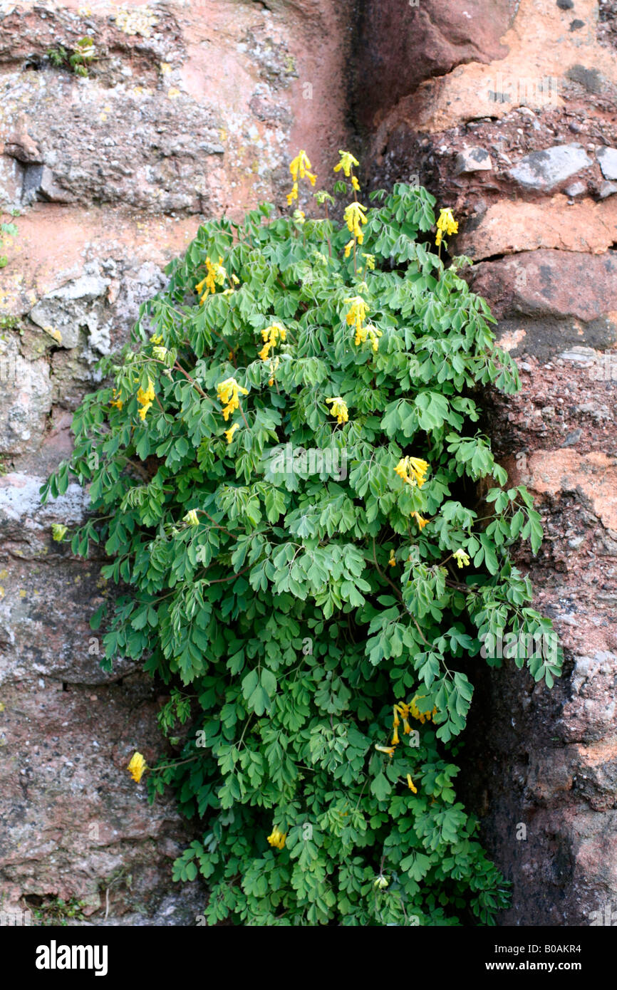 CORYDALIS LUTEA YELLOW CORYDALIS GROWING OUT OF A PART SHADED WALL Stock Photo