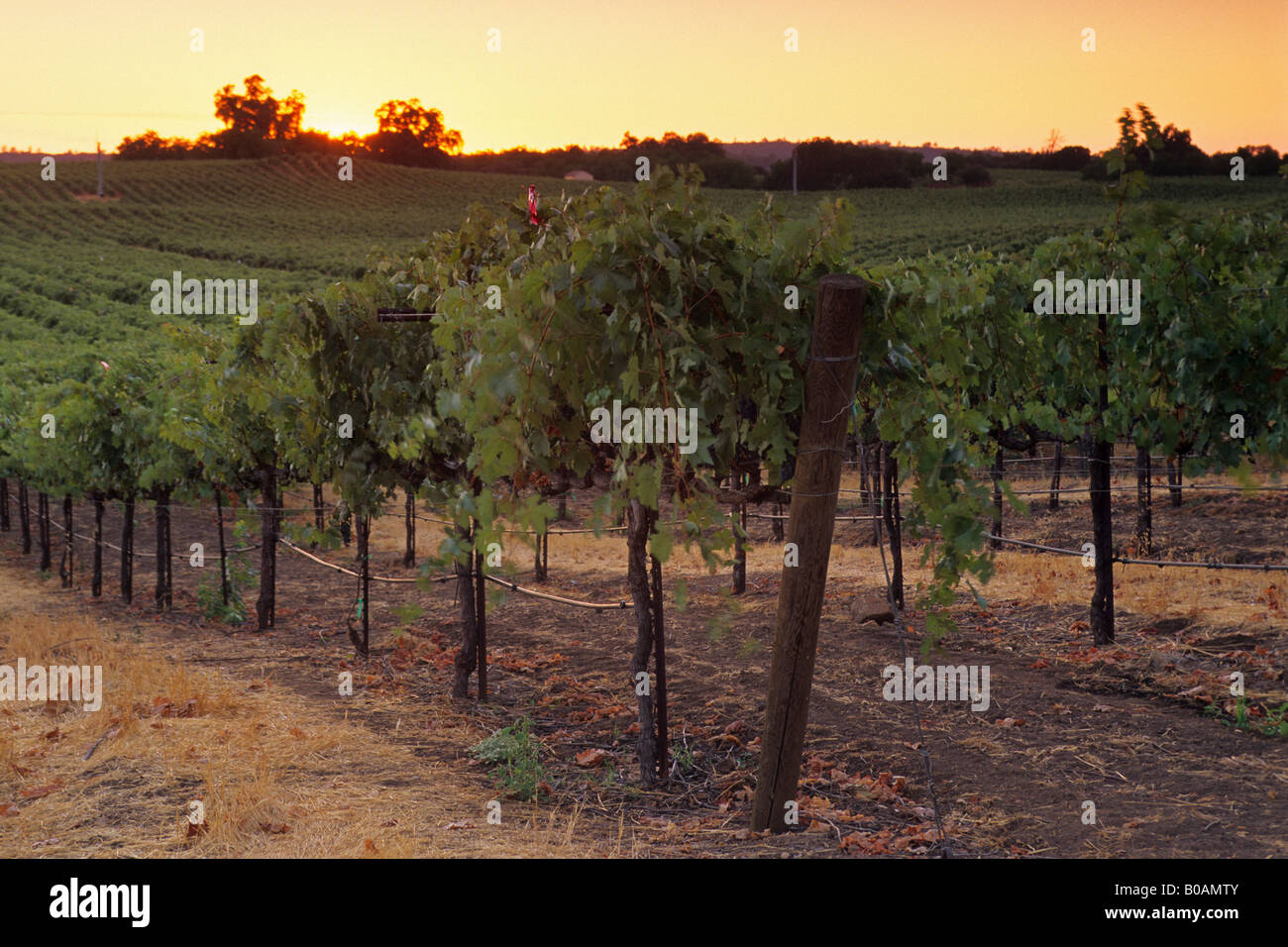 Sunset over vineyards near Plymouth Shenandoah Valley Amador County California Stock Photo