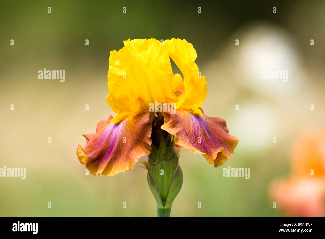 Pink and gold bearded iris Stock Photo