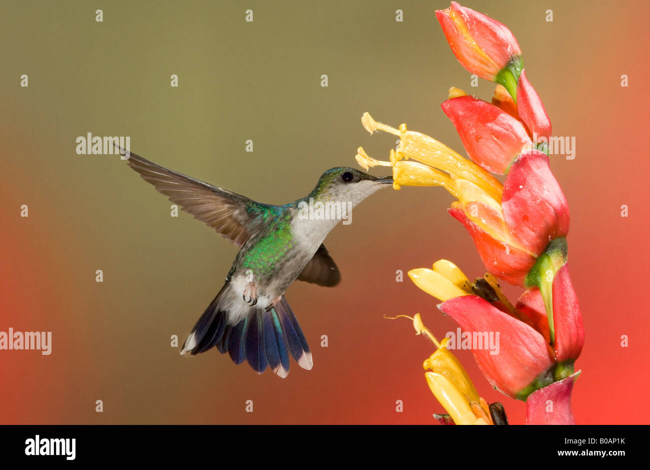 Crowned Woodnymph Female Hummingbird Stock Photo - Alamy