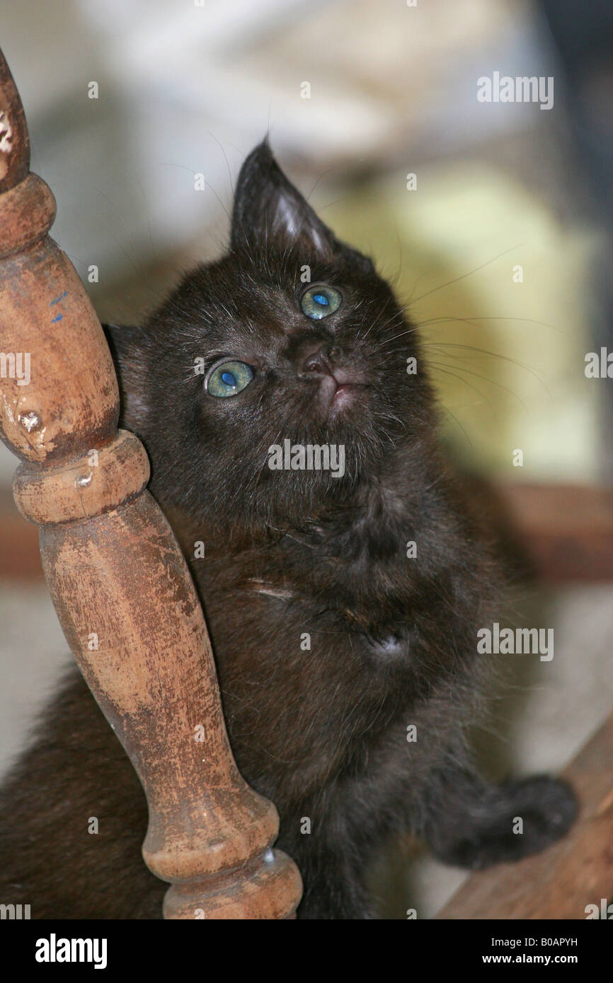 Black kitten Stock Photo