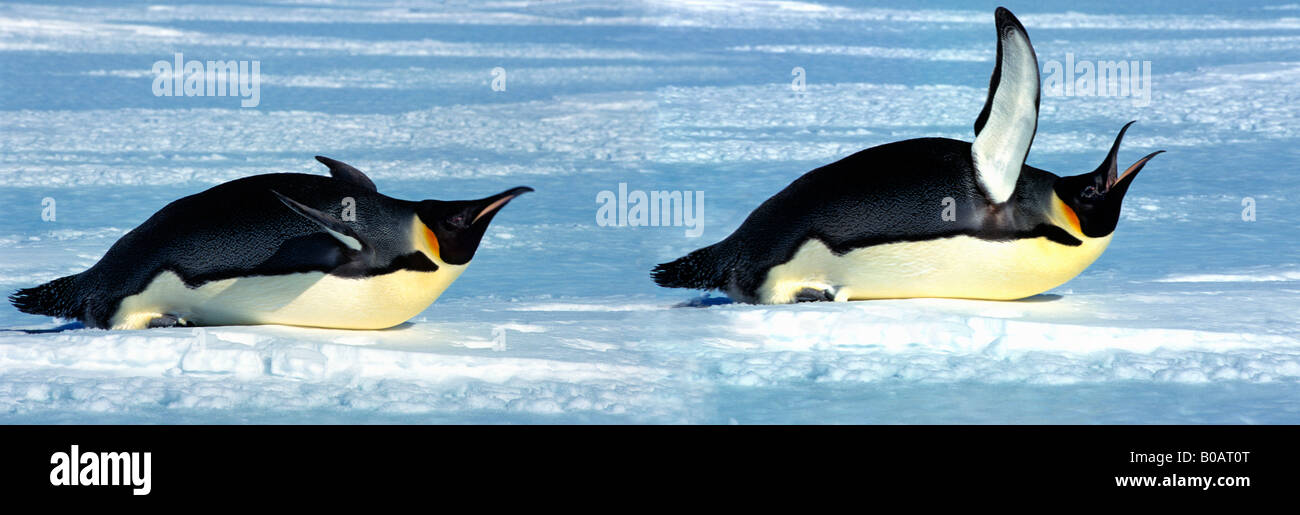 manchot empereur Kaiserpinguin Emperor Penguin Aptenodytes forsteri adult tobogganing animals Antarctica Antarktis aquatic Aves Stock Photo