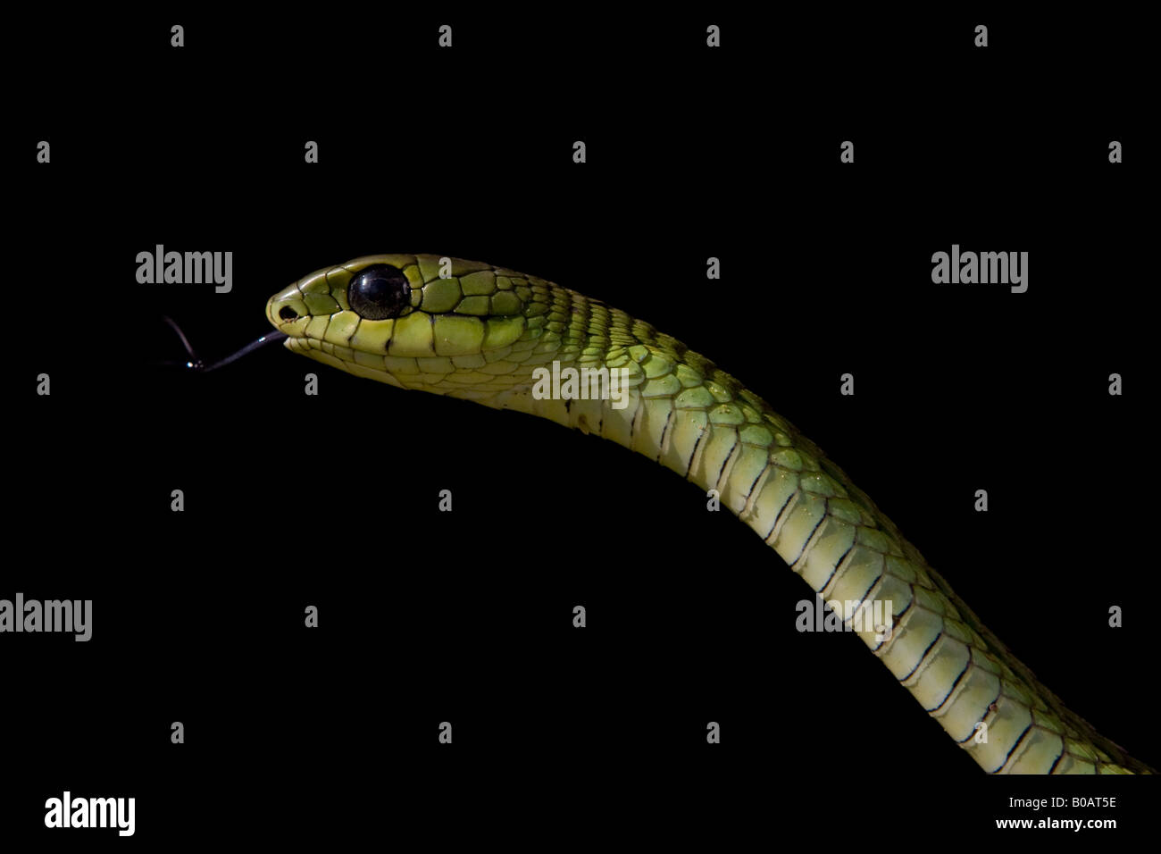 Boomslang (Dispholidus typus) snake tasting air with tongue set against a black background Stock Photo