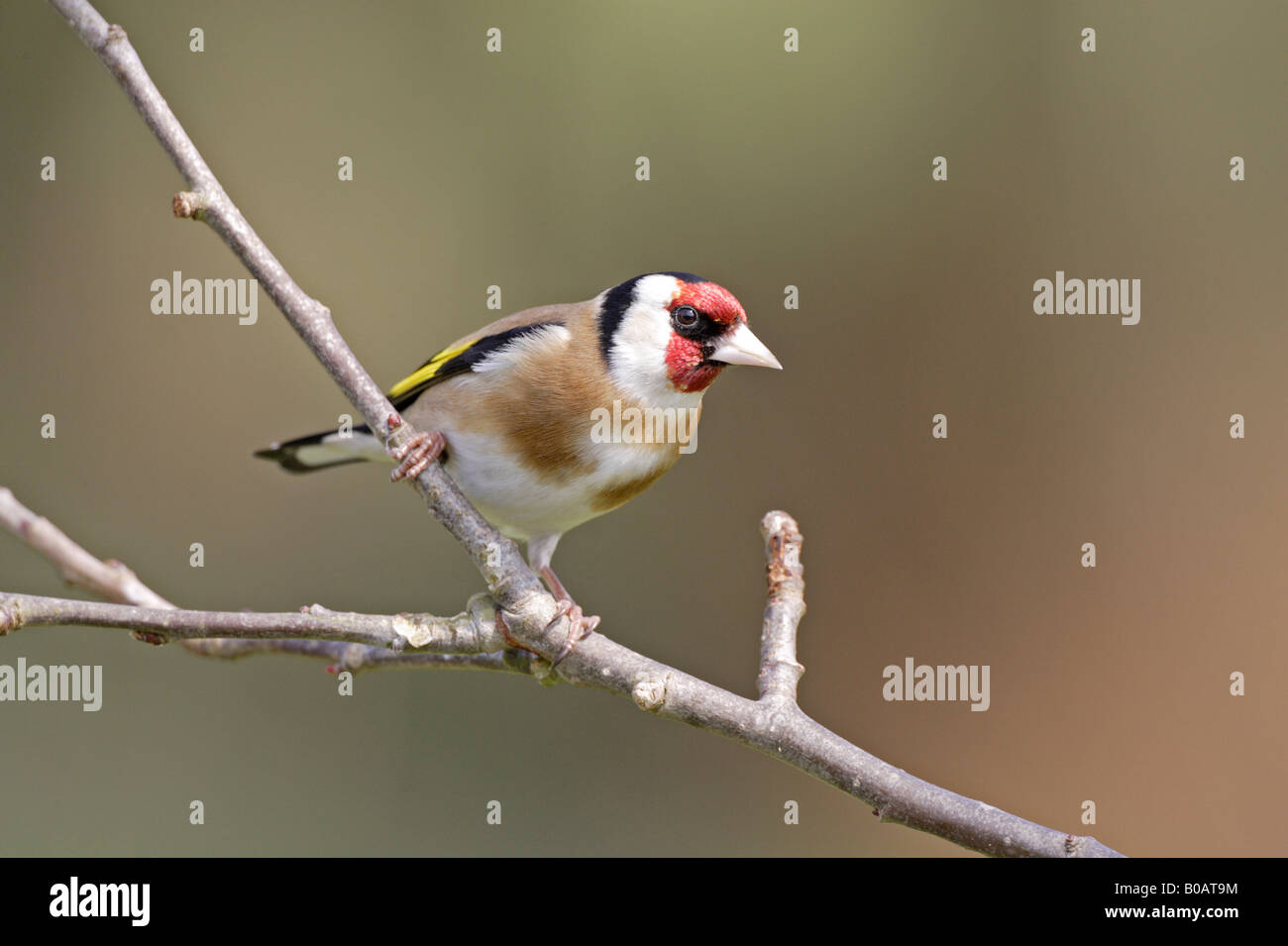 European Goldfinch Stock Photo