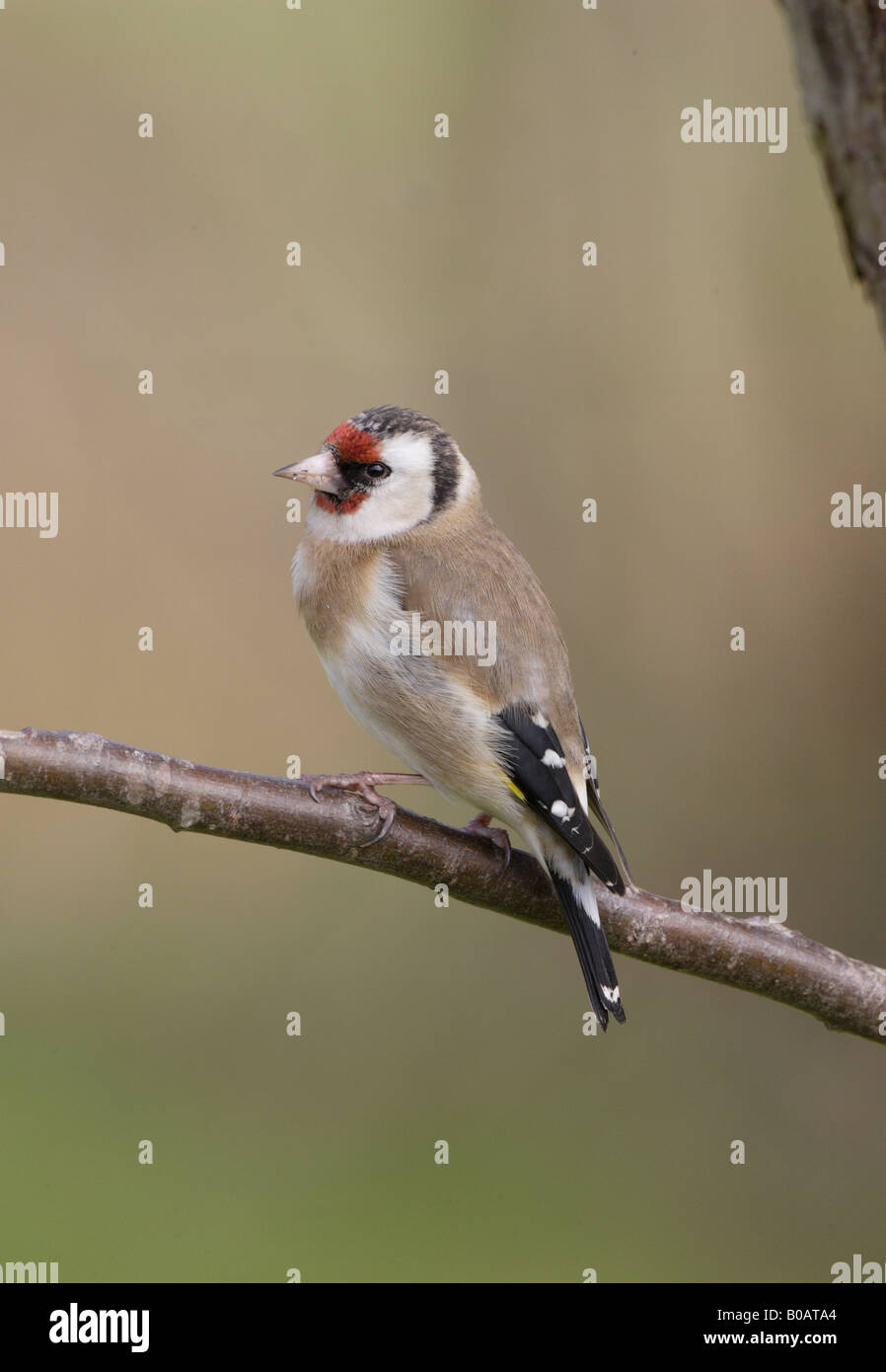 European Goldfinch Stock Photo