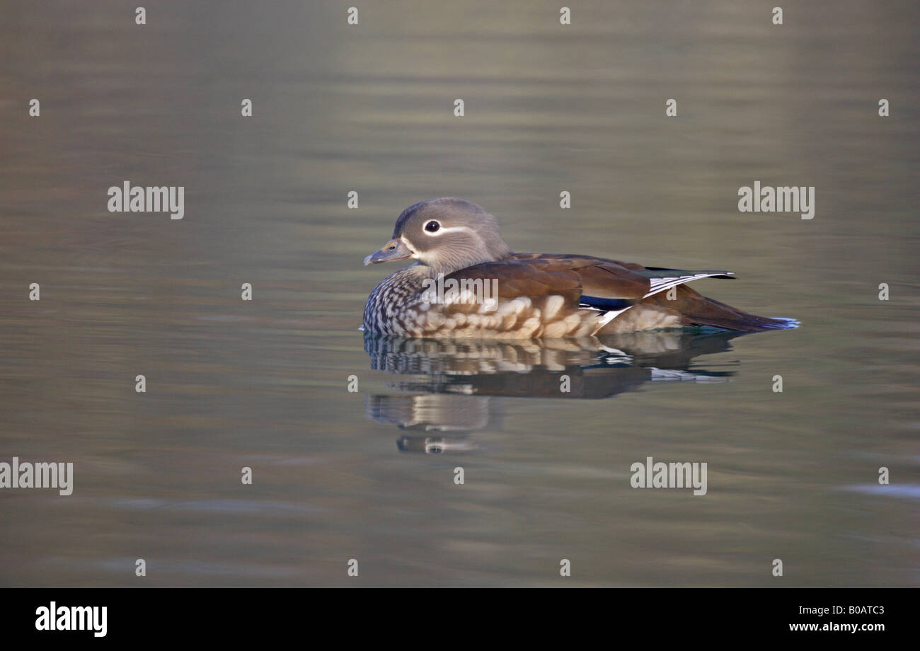 Female Mandarin Duck swimming on cannop pond Stock Photo - Alamy