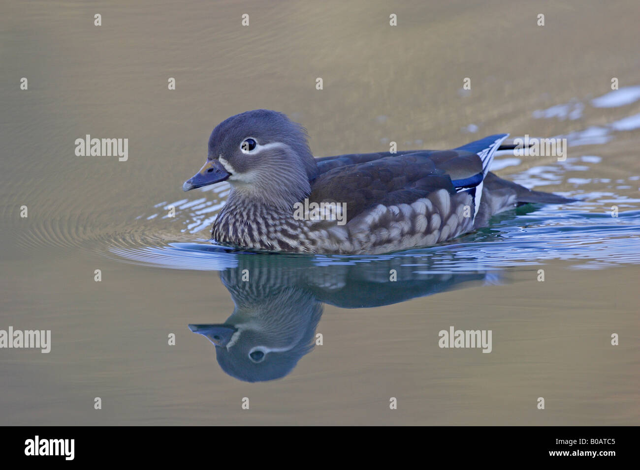 Female Mandarin Duck swimming on cannop pond Stock Photo - Alamy