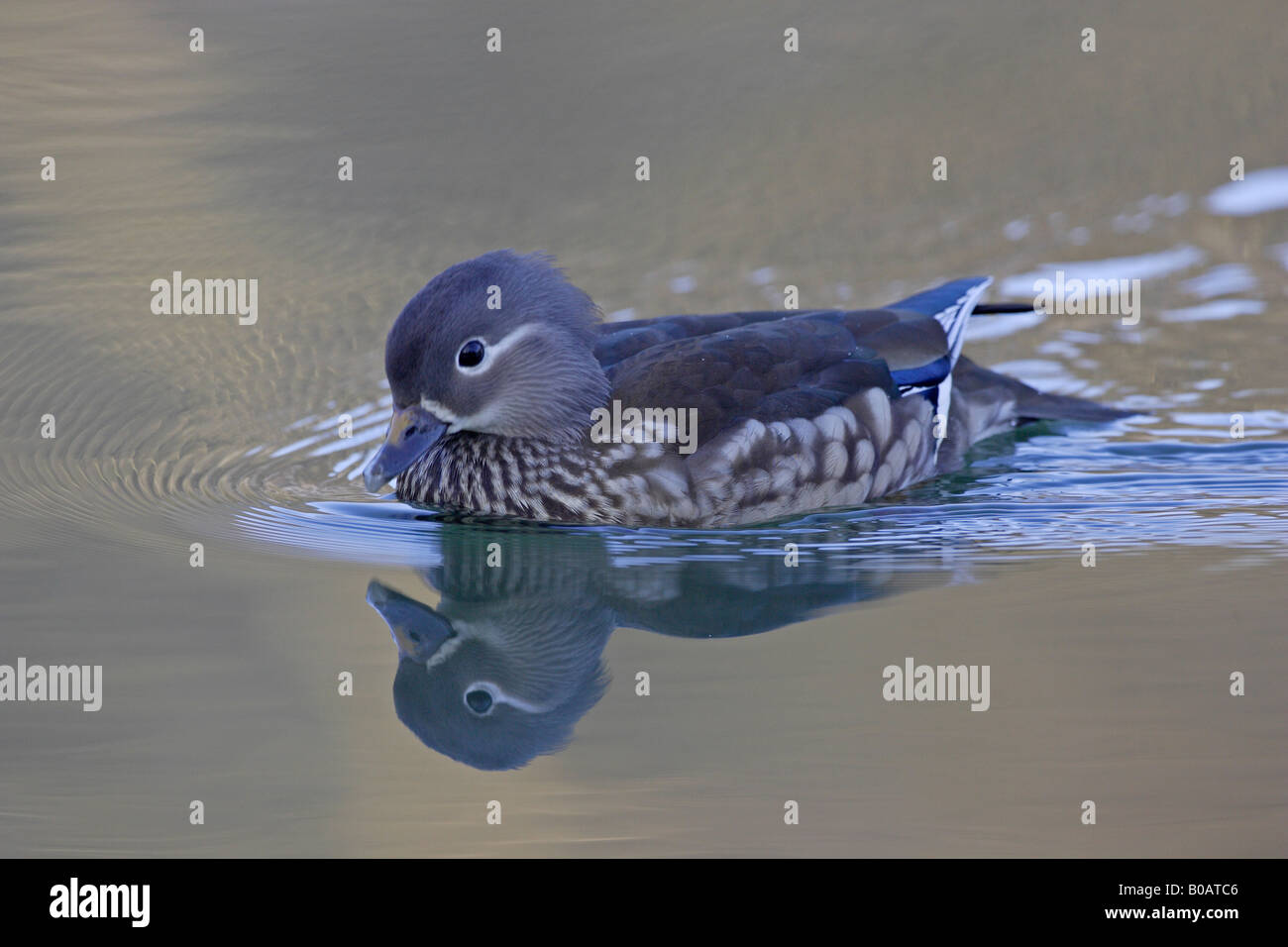 Female Mandarin Duck swimming on cannop pond Stock Photo - Alamy