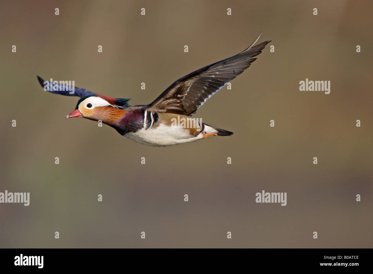 Drake Mandarin duck in flight Stock Photo Alamy